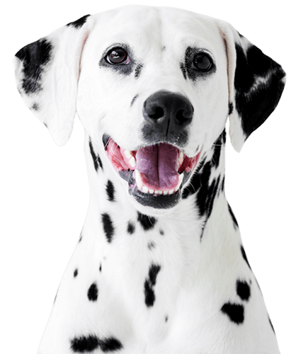Emergência Veterinária 24 horas para seu pet.